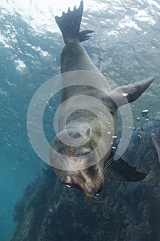 Sea lion underwater looking at you