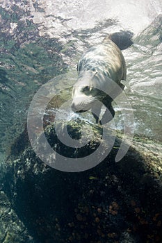 Sea lion underwater looking at you