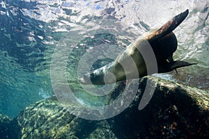 Sea lion underwater looking at you