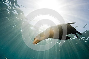 Sea lion underwater looking at you