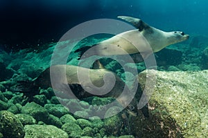 Sea lion underwater looking at you