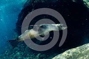 Sea lion underwater looking at you