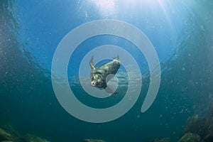 Sea lion underwater looking at you