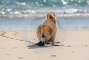 Sea Lion Walking on the Beach