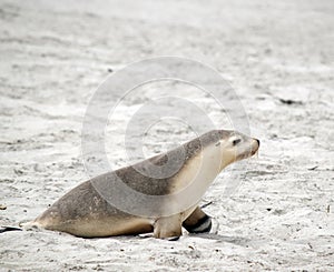 the sea lion is walking on the beach at seal bay south australia