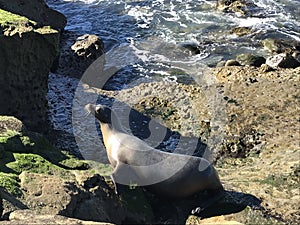 Sea lion walking on a rocky shore