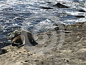 Sea lion walking on a rocky shore