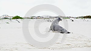 Sea Lion walking up the beach