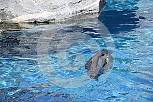 Sea Lion in Water