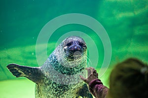 A sea lion waves a child with a paw under the water. Klaipeda. Lithuania. Front view.