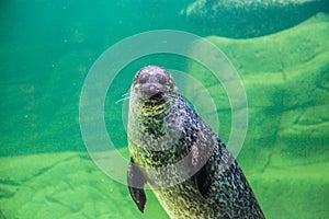 The sea lion waving his paw under the water. Klaipeda. Lithuania.