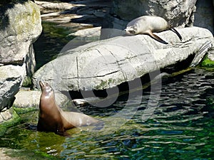 Sea lion, at the zoo.