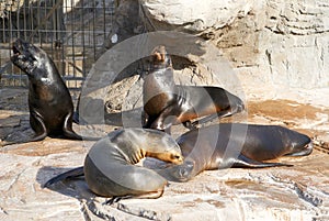 The sea lion in zoo evil roars