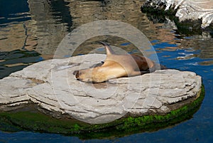 The sea lion in zoo sleeping