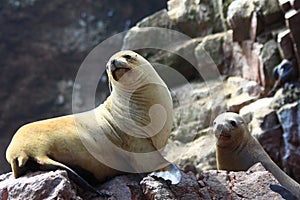 Sea lions