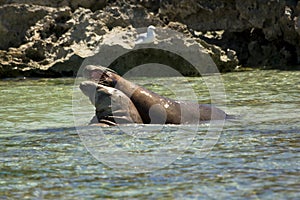 Sea lions