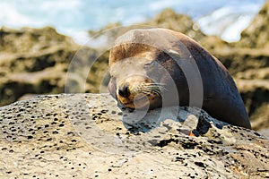 Sea Lions