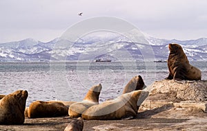 El mar leones 