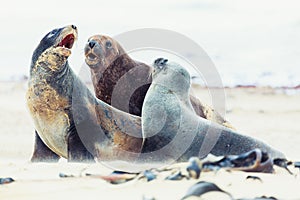 Sea lions