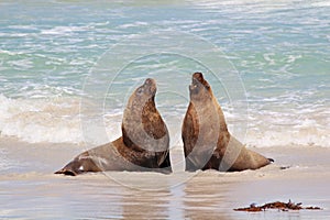Sea lions photo