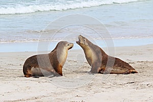 Sea lions