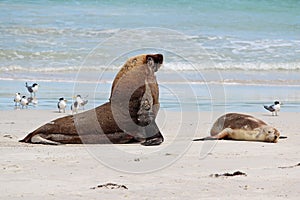 Sea lions