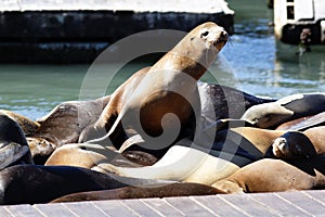 Sea lions