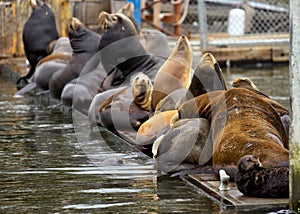 Sea lions