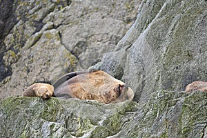 Sea lions