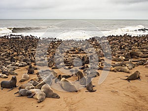 Sea lions