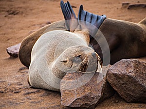 Sea lions