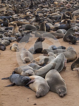 Sea lions