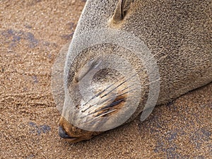 Sea lions