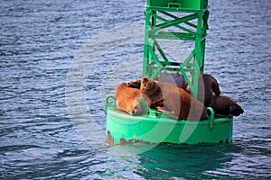 Sea lions in Alaska resting on a buoy