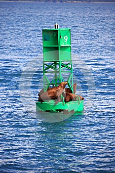 Sea lions in Alaska resting on a buoy