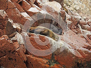 Sea lions in Ballestas Island.