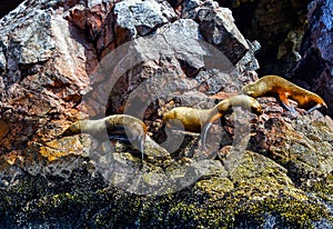 Sea lions in the Ballestas Islands 14
