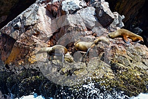 Sea lions in the Ballestas Islands 16