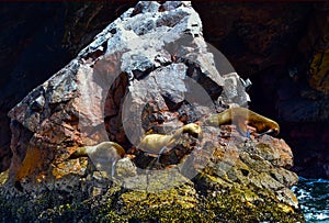 Sea lions in the Ballestas Islands 17