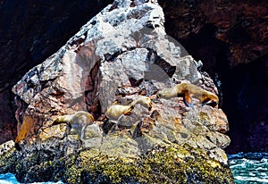 Sea lions in the Ballestas Islands 18