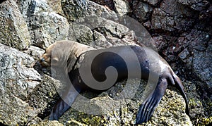 Sea lions in the Ballestas Islands 19