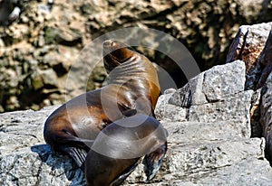 Sea lions in the Ballestas Islands 25