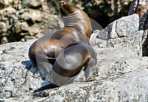 Sea lions in the Ballestas Islands 26