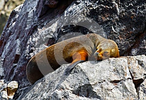 Sea lions in the Ballestas Islands 27