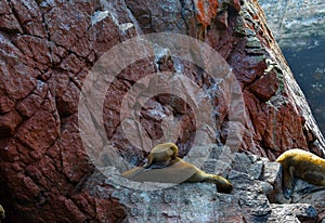 Sea lions in the Ballestas Islands 33