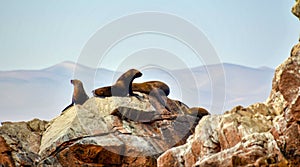 Sea lions in the Ballestas Islands 41