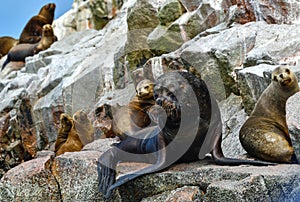 Sea lions in the Ballestas Islands 59