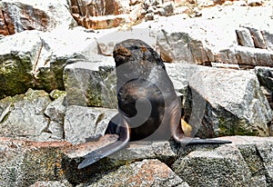 Sea lions in the Ballestas Islands 60