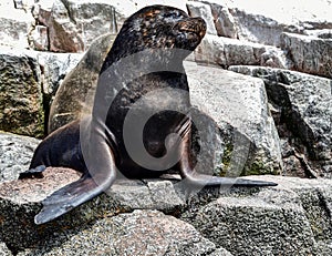 Sea lions in the Ballestas Islands 61