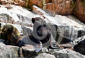 Sea lions in the Ballestas Islands 64